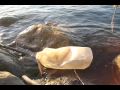 Ver Video