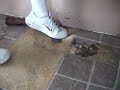 NASTY RENTER PART 4!!!