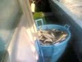 Pescata di Lampughe a Ischia