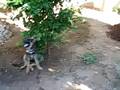 Gussie in Tucson