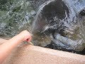 Feeding the Rays Feeding the Rays