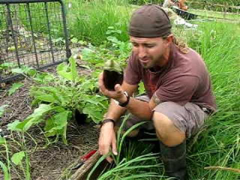 eggplant - A short intro into growing Egg plant or aubergine. If you interested in organic gardening and growing your own produce check out this great book & video set!...