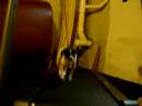 Dog on Treadmill