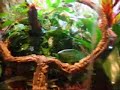 How to care for whites tree frogs How to care for whites tree frogs