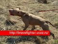 apbt from russia