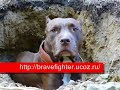 APBT from Russia APBT from Russia