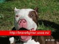 apbt from russia