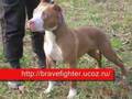 APBT from Russia