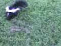Harassment of a Baby Skunk