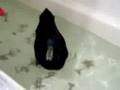 Black Duck Eating Peas Swimming In Bathtub