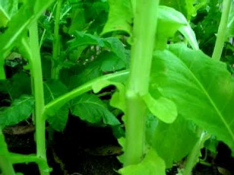 how to harvest tobacco leaves
