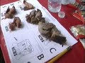 Felda judges