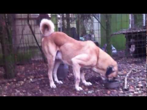 kangal