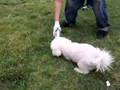 Bichón Frisé video