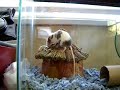 spider-mouse my mouse Patchy does this every day and I thought