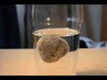 Pumice Pumice