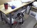 bluetick coonhound