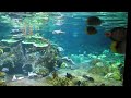HongKong Ocean park 15