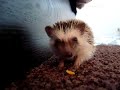 Sir Theodore my wobbly hedgehog