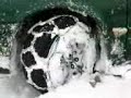 x type 2.2d with snowchains in deep snow #1.3GP