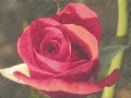 fb – Fiore di Maggio