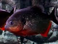 Piranha - Nervous Cariba