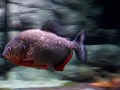Piranha - Nervous Cariba Piranha - Nervous Cariba