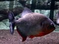 Piranha - Nervous Cariba