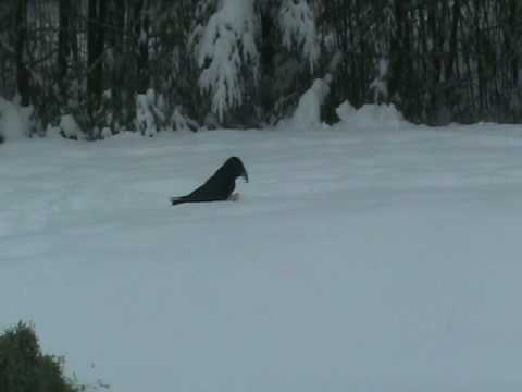 Raven Snow