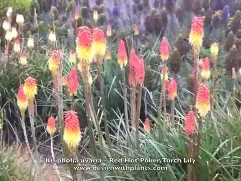 how to grow kniphofia uvaria
