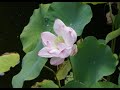 20070818_??, Vivaldi ????? ?6? 20070818_??, Vivaldi ????? ?6?