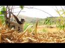 Sifaka