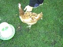 Are rescue chickens