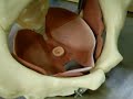 Medicina Facimed, Anatomia Diafragma Pelvico.