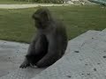 Watch 'Gatito adoptado por un mono'