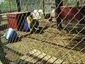 Big Kitties!! - Thumb #1