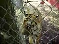 Big Kitties!! - Thumb #2