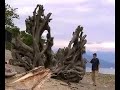 abenteuer-in-westkanada-romanvideotrailer.html