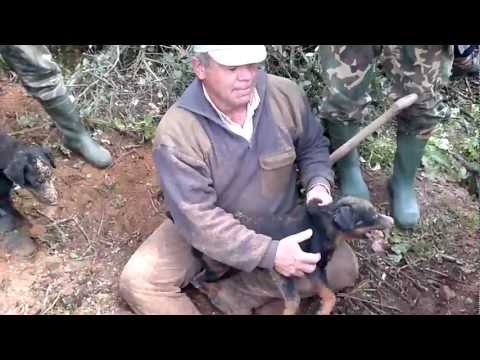 jagd terrier