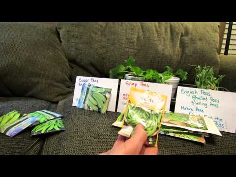 how to fertilize english peas