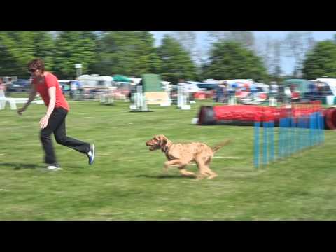 3rd Place, Tunbridge Wells show 8th May 2016