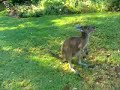Roody the roo