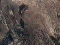 I am Trying to Fly!