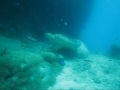 Sea Turtles on the Great Barrier Reef Sea Turtles on the Great Barrier Reef