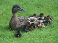 Mother Duck and Her Twelve Little Baby Ducklings. Very Cute!