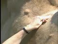 camel acupuncture