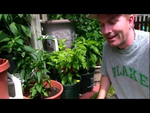 how to grow ghost peppers indoors