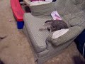 cat vs. dog