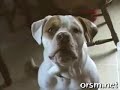 Talking Dogs