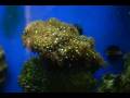 videos de Reef Aquarium Time lapse of Star polyps